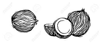hand drawn coconut outline sketch vector black ink drawing coco royalty free cliparts vectors and stock illustration image 123774586 hand drawn coconut outline sketch vector black ink drawing coco