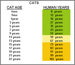 This popular misconception basically tricks you into thinking that you should multiply your cat's current age by seven in order to get its real age in human years. How Old Are Cats In Human Years Chart Zeten