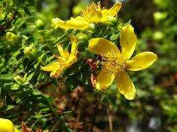 Image result for Hypericum revolutum