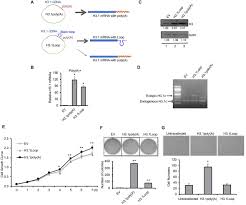 May 19, 2021 posted by samanthi. Polyadenylation Of Histone H3 1 Mrna Promotes Cell Transformation By Displacing H3 3 From Gene Regulatory Elements Biorxiv