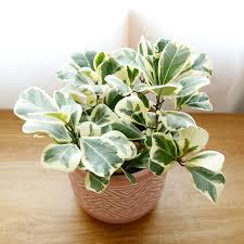 Image result for Ficus triangularis