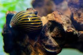 Zebra Nerite Betta Tank Mates Fresh Water Fish Tank Betta Tank