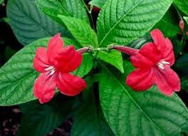 Attention aux courants d'air, à la sécheresse et un arrosage trop concentré qui provoquerait le pourrissement des racines. Rouge Elegant Ruellia Bresilien Petunia Excellente Plante Etsy Petunia Plantes Rouges Plante De Noel