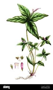 Image result for Spigelia anthelmia