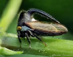 Image result for Oxyrhachis