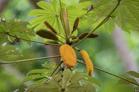 Image result for Elatostema paivaeanum