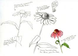 Learn to draw flowers book. Craftsy Com Express Your Creativity Flower Drawing Learn To Draw Flowers Flower Anatomy