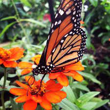 A whopping 75% of all the food we eat benefits from pollination, so it's important to give our pollinators great food sources. What Do Butterflies Eat Butterfly Diet Animals Time