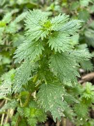 Image result for Urtica urens