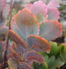 Kalanchoe Fedtschenkoi Lavender Scallops Kalanchoe Stonecrop South American Air Plant Gray Sedum Kalanchoe Fantasma Sedum Cacti And Succulents Air Plants