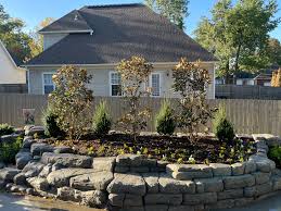 Buy Steeds Pyramidal Japanese Holly