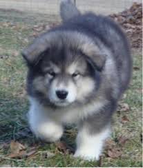 Dewormed, two sets of vaccinations and given thorough veterinary exam. Adorable Alaskan Malamute Puppies For Sale