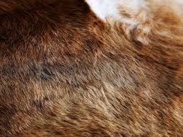 Save ikea cow hide rug to get email alerts and updates on your ebay feed.+ new cowhide rugs area rug cow hide skin leather size (61x58) cowhide sku 3107. Koldby Brown Cow Hide Ikea