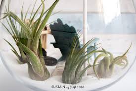 If you're looking to add a dose of vibrancy to your work area, tabletop or bookshelf, this radiant air plant terrarium is as easy to maintain as it is to create. Diy Beachy Air Plant Mini Garden Terrarium Sustain My Craft Habit