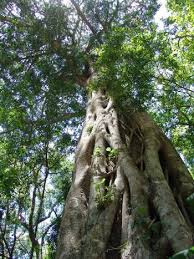 Image result for Ficus craterostoma