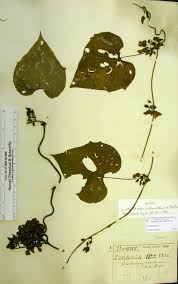 Image result for Lepistemon