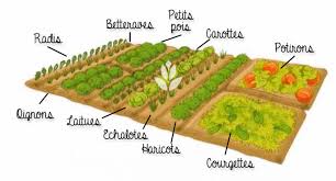 Que planter au mois d'octobre ? Realiser Son Potager Vis A Vis De La Taille De Son Terrain Conseil Jardin