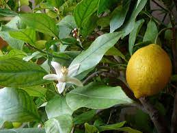 Frost will kill a lemon tree, so pay close attention to the weather forecast to ensure you bring it indoors in time. Lemon Wikipedia