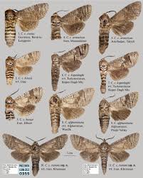 Image result for Cossus cossus