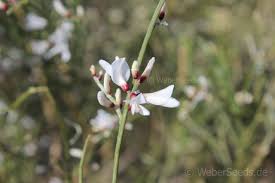 Image result for Retama monosperma