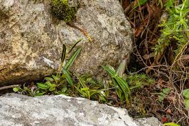 Image result for Elaphoglossum acrostichoides