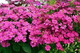 Image result for Cineraria