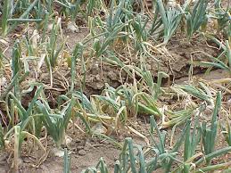 Image result for Onion Thrips