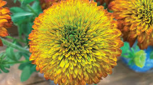 Image result for Vernonia smithiana