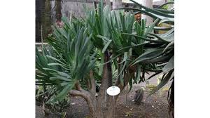 Image result for Asphodelaceae