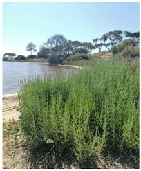 Image result for Sarcocornia