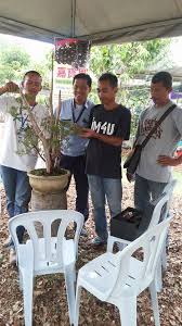 Bonsai ağacı ve bonsai çiçek çeşitleri gittigidiyor'da! Aktiviti Pameran Bonsai Cucur Atap