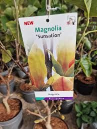 Image result for magnolie sunsation