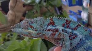 One of the premier pet shops in birmingham, come down to birmingham reptiles and pets. Allan S Pet Center Los Angeles Favorite Pet Store