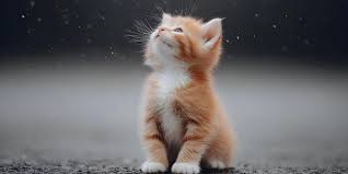 Image result for adorable cat