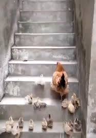 Bird Bouncing Golf Ball On Concrete Chicks Video In 2020 Cute Baby Animals Animals Beautiful Funny Animal Videos