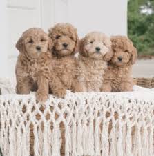 Every puppy is unique, please fill out a puppy application and inform us of your preferences. 6 Best Goldendoodle Breeders In California 2021 We Love Doodles