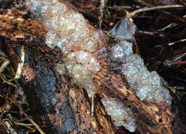 These fungi are so named because their foliose, irregularly branched fruiting body is. Exidia Nucleata Crystal Brain Fungus Identification