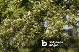 Image result for Acacia brevispica