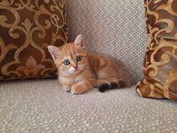british shorthair golden shaded ny24 kedi