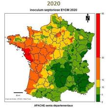 Le blé présente un certain nombre de bienfaits. Maladies Du Ble Tendre Et Protection Fongicide Le Point Sur La Campagne 2020 Aladin