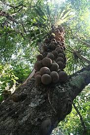 Image result for Achariaceae