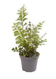 Image result for Didymochlaena