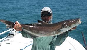Check spelling or type a new query. Cobia Bait What Bait Do You Use To Catch Cobia Natural Or Artificial