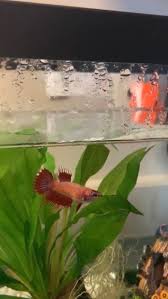 Bacterial infection causing degradation of the tail and/or symptoms of fin and tail rot: Female Betta Is This Fin Rot Not Sure If Anyone Knows Fish Health That Well But Any Advice Would Be Welcome Vet