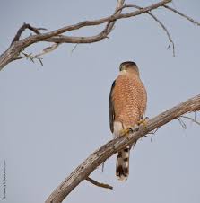Coopers Hawk Sedona Arizona 800 Jpg 800 808 Cooper S Hawk Common Birds Sedona