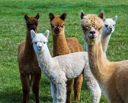 Browse RMLA Members by Location