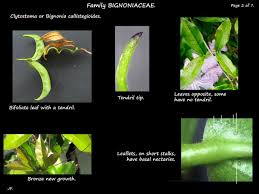 Image result for Bignonia callistegioides