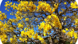 Photograph of a flower a tree that is probably a flowering dogwooden (cornus florida en ). A Yellow Flowering Tree The Tabebuia Dr Edwin A Menninger The Man Who Brought It To Stuart Florida Owlcation