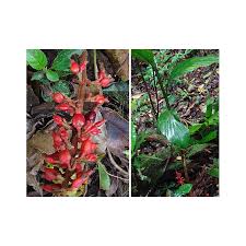 Image result for Renealmia