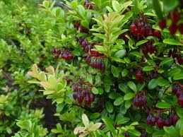 Image result for Vaccinium stanleyi